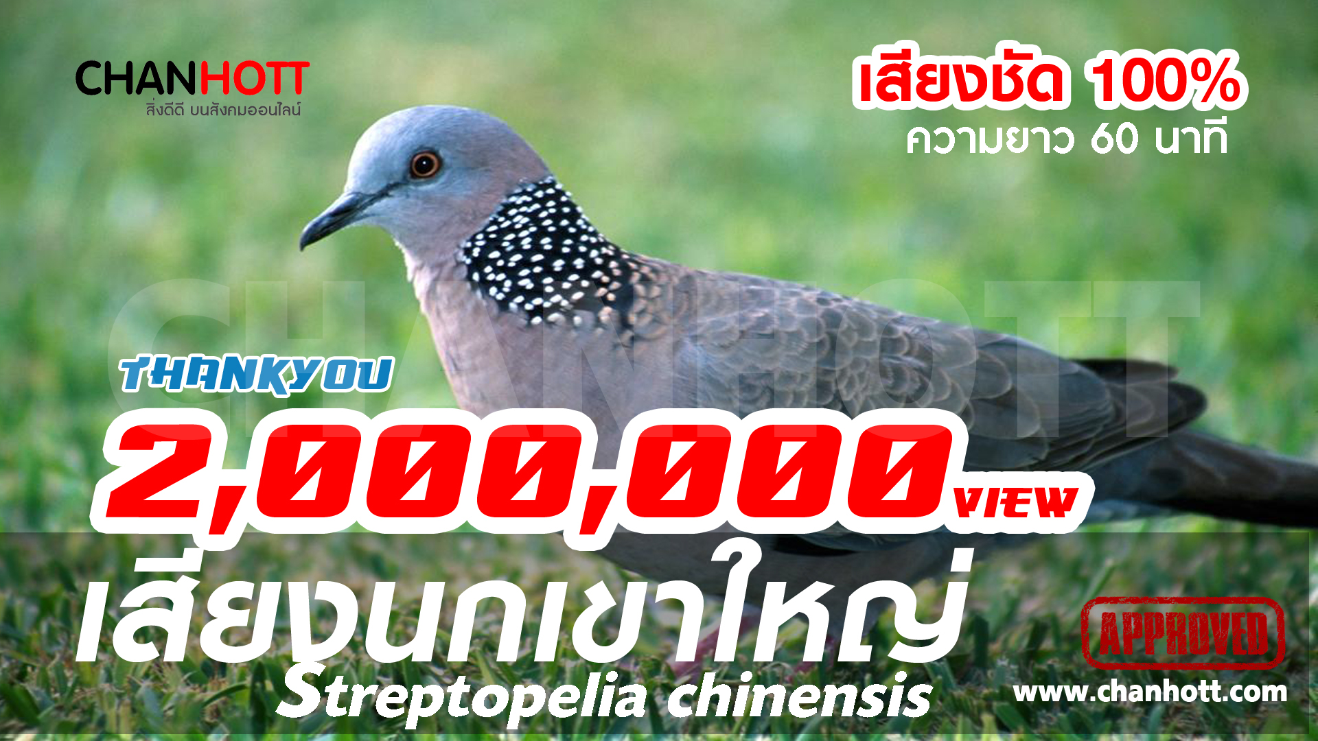 เสียงนกเขา Streptopelia chinensis