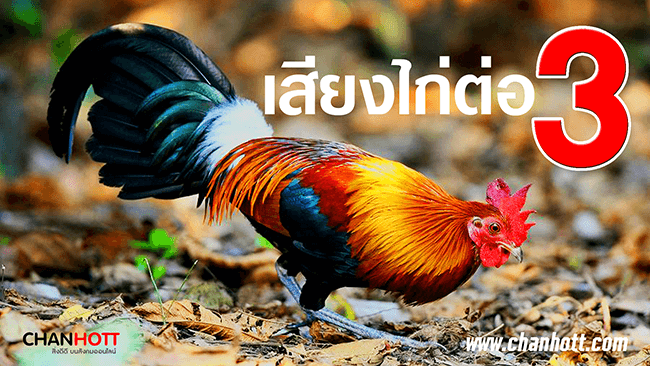 junglefowl3