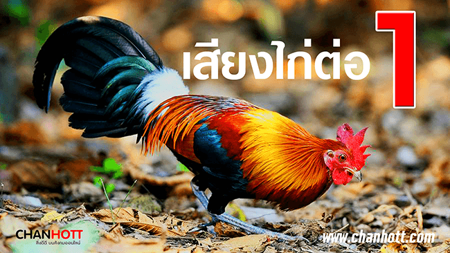 เสียงไก่ป่า ตัวผู้ red jungle fowl 1