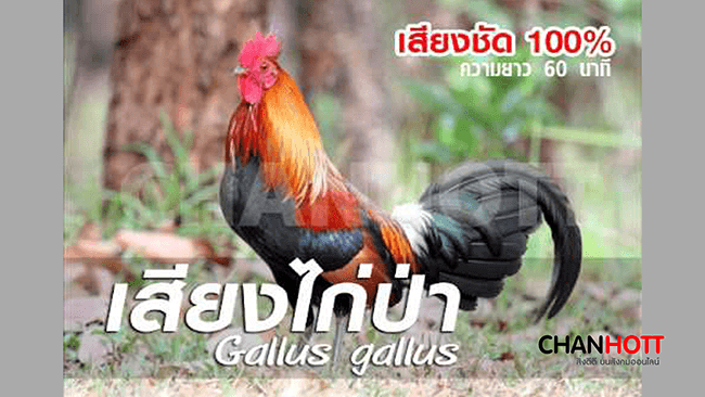 ไก่ป่า red jungle fowl