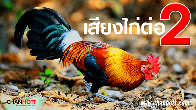 junglefowl 2