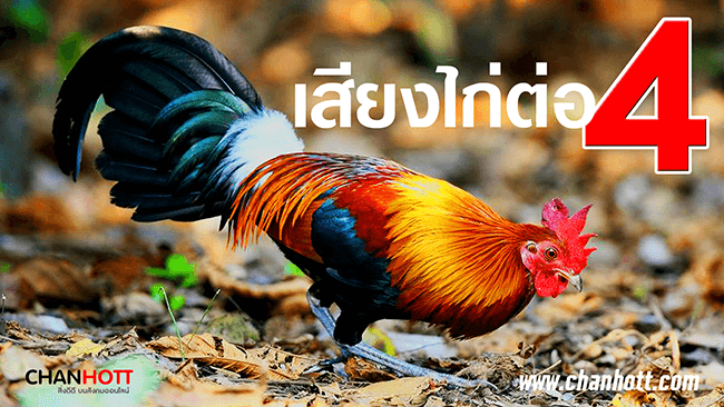 junglefowl 4