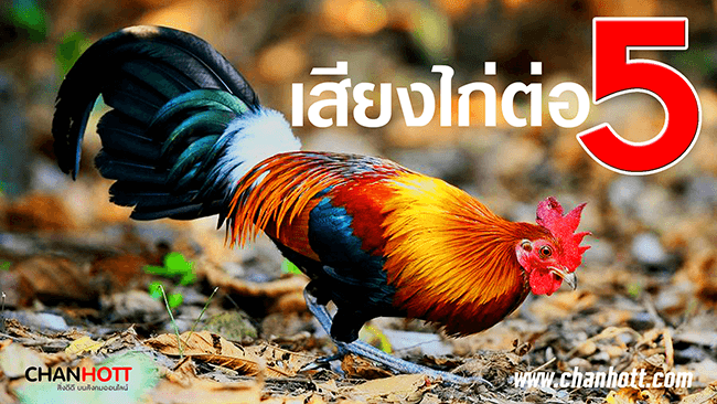 junglefowl 5