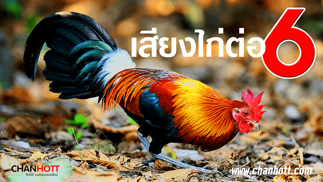 junglefowl 6