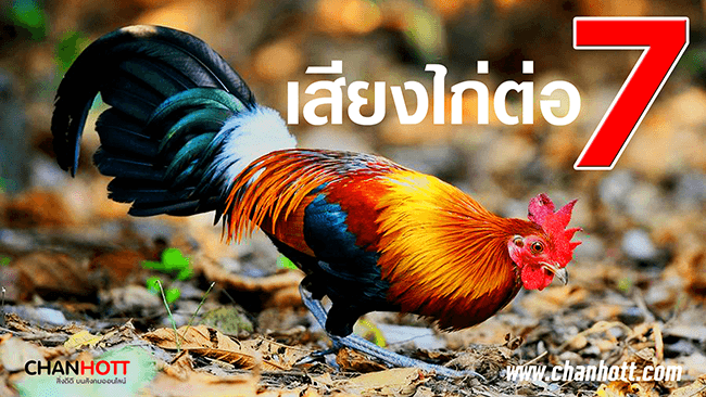 junglefowl 7