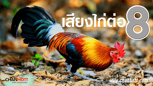 junglefowl 8