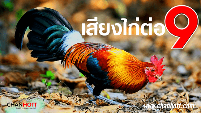 junglefowl 9