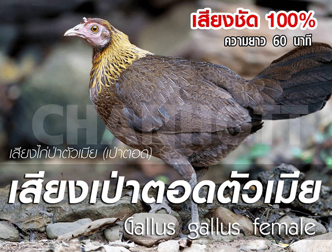 junglefowl GGF