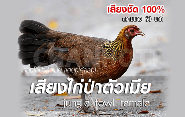 junglefowl female