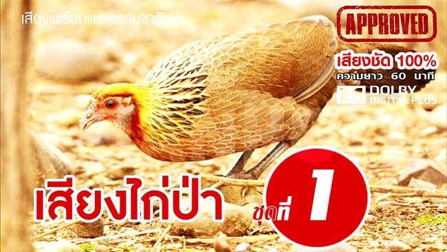 junglefowl female 1