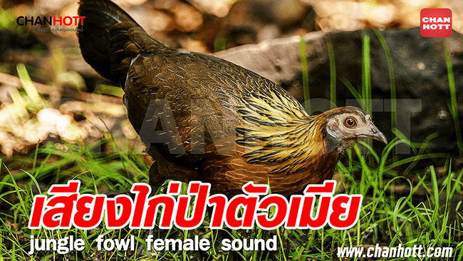 junglefowl female 5