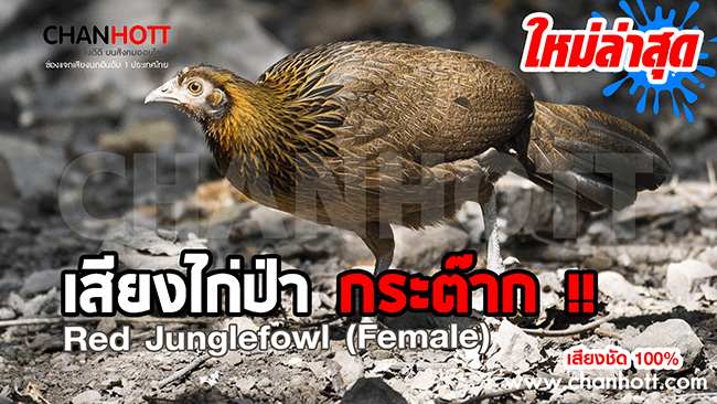 junglefowl female new