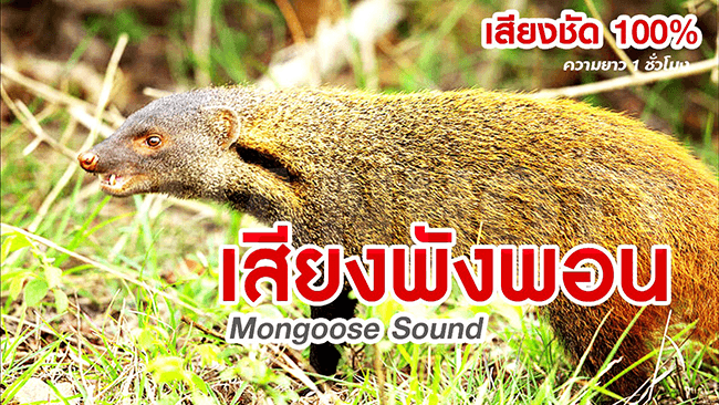 mongoose 1