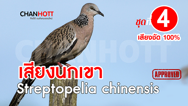 streptopelia chinensis 4